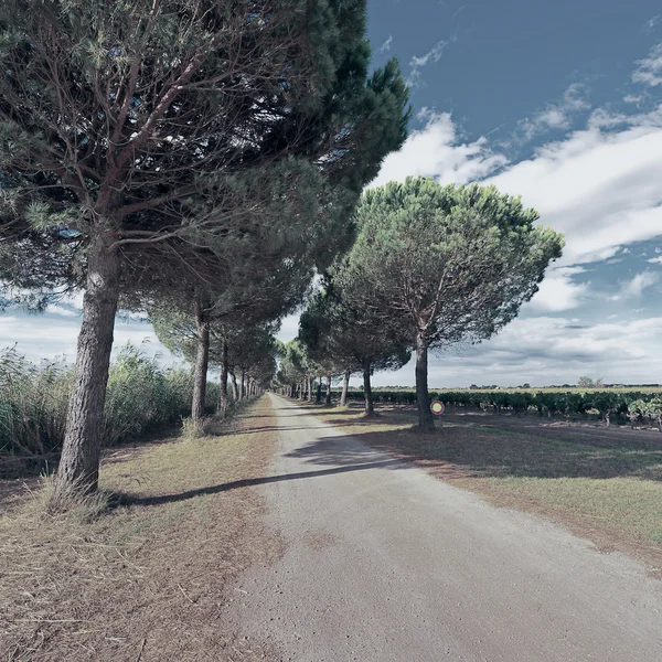 Dirt Road near Vineyard — Stock Photo, Image