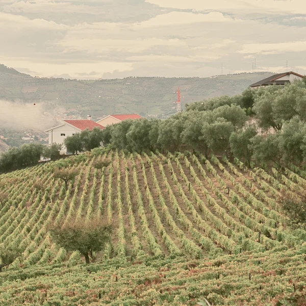 Vineyards on the Hills of Portugal — Stock Photo, Image