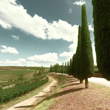 chianti bağ
