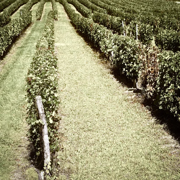 Uvas en el otoño — Foto de Stock