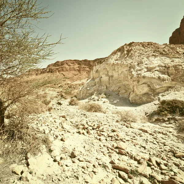 Árbol en el desierto —  Fotos de Stock