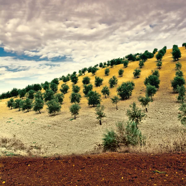 Olivový háj ve Španělsku — Stock fotografie