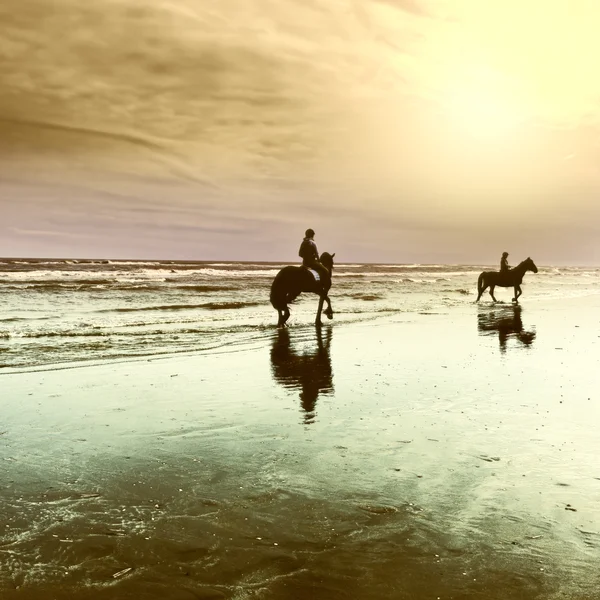 Horses on the North Sea Coast — Stock Photo, Image