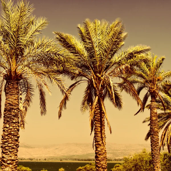 Palmas de data em Israel ao pôr do sol — Fotografia de Stock