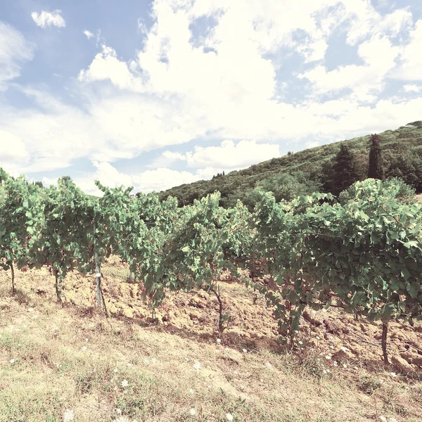 Wijngaard in de chianti — Stockfoto