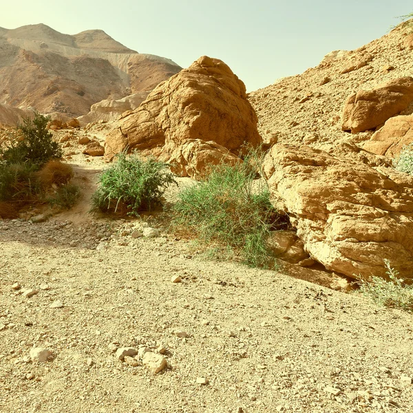 Negev Desert in Israel — Stock Photo, Image