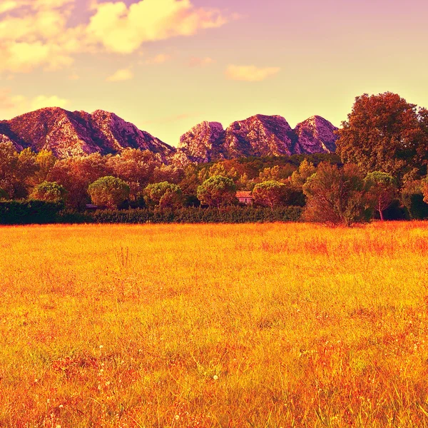 Sonnige Wiese in der französischen Provence — Stockfoto