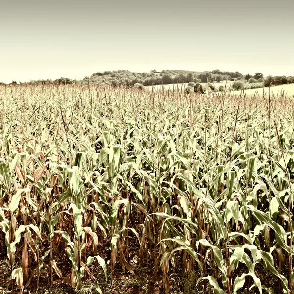 Плантация кукурузы — стоковое фото