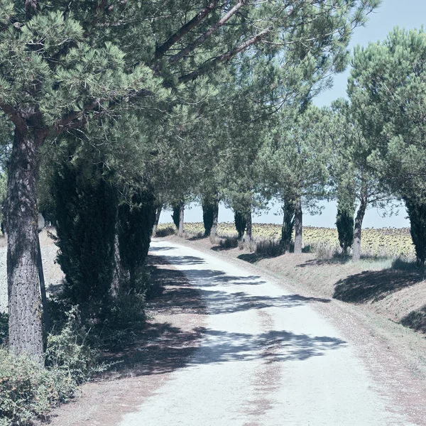 Δρομάκι που οδηγεί στην αγροικία στην Τοσκάνη — Φωτογραφία Αρχείου