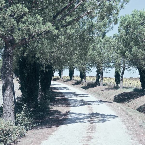 Beco que conduz à quinta na Toscana — Fotografia de Stock