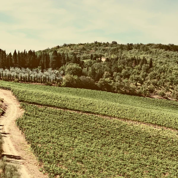Üzüm bağları ve zeytin ağaçlarıyla, yatay — Stok fotoğraf