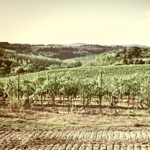 Toskánská krajina s vinice — Stock fotografie