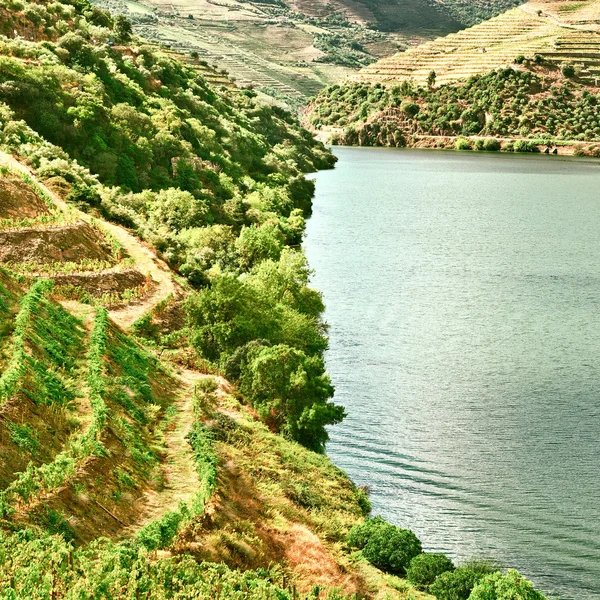 Winnice w dolinie rzeki Duero — Zdjęcie stockowe