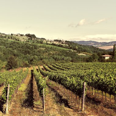 üzüm bağları, Toskana yatay