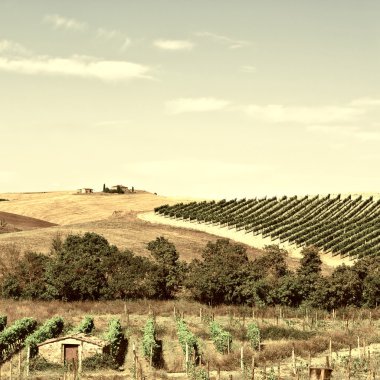 üzüm bağları, Toskana yatay
