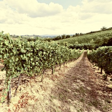 üzüm bağları, Toskana yatay