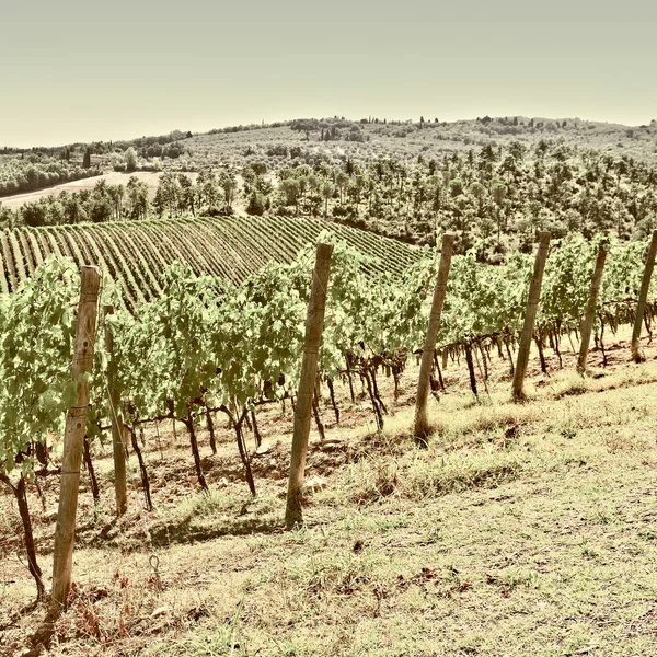 Toskanische Landschaft mit Weinbergen — Stockfoto