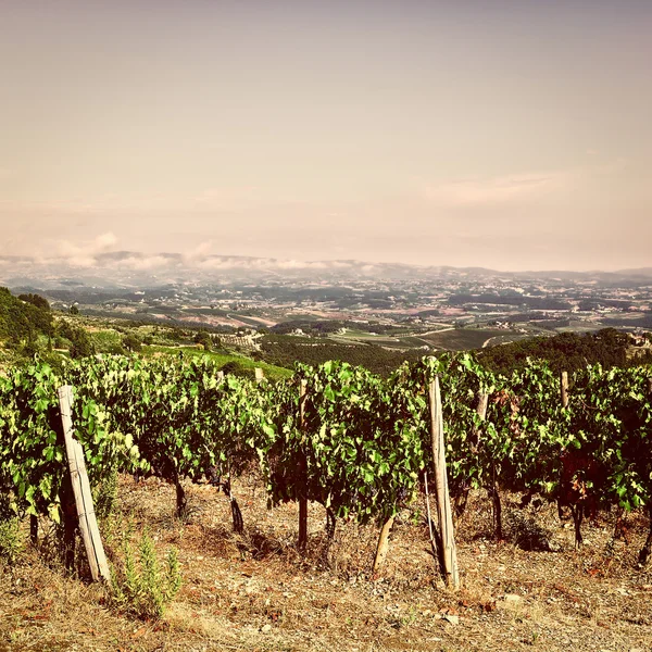 Paisagem com vinhas — Fotografia de Stock