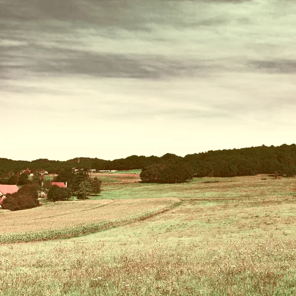 Plantación de maíz — Foto de Stock