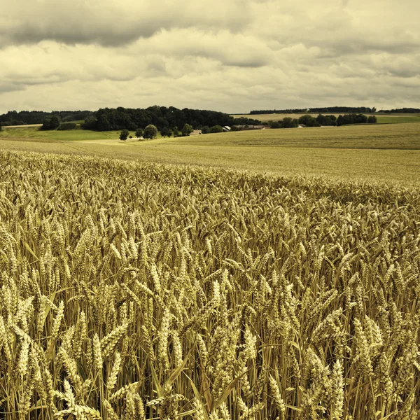 Weizen- und Maisfelder — Stockfoto