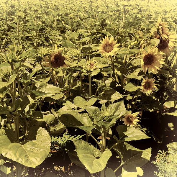 Plantación de girasol en los Alpes franceses — Foto de Stock