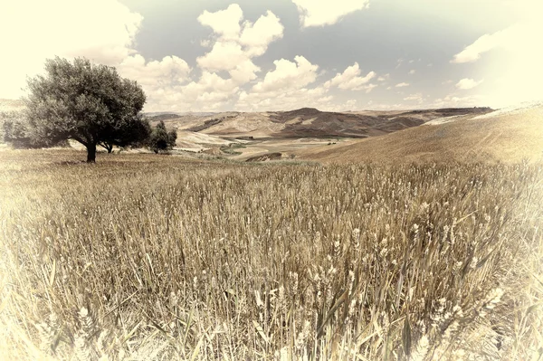 シチリアの丘の上のコムギ畑 — ストック写真