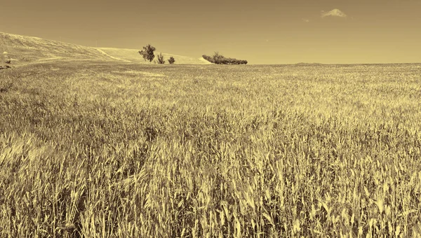 Campos de trigo nas colinas da Sicília — Fotografia de Stock