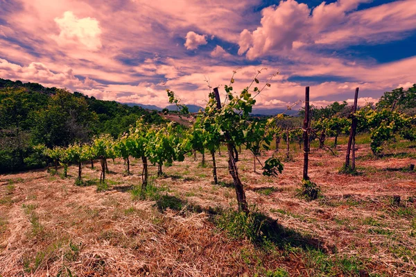 Vineyard in the Italian Apennines at Sunset — Stock Photo, Image