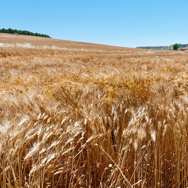 Campos de trigo nas colinas da Sicília — Fotografia de Stock