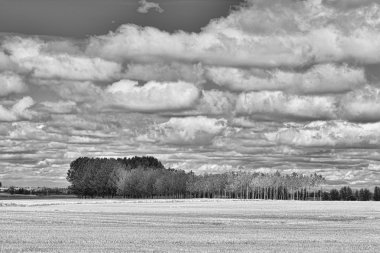 Buğday alanı İspanya