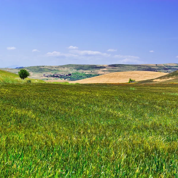 Campos de trigo en las colinas de Sicilia — Foto de Stock