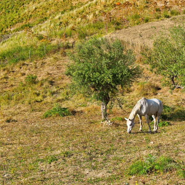 Betande häst under olivträd — Stockfoto