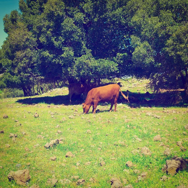 Pâturage de vaches sur les hauteurs du Golan — Photo