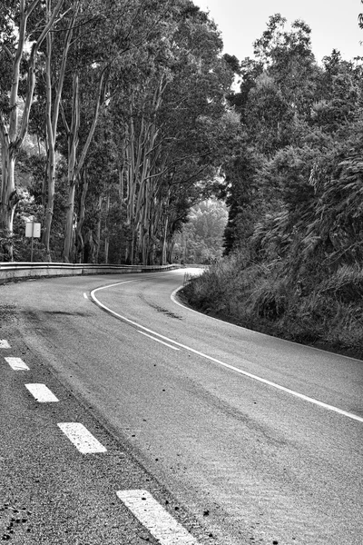 Forest Asphalt Road в Португалии — стоковое фото