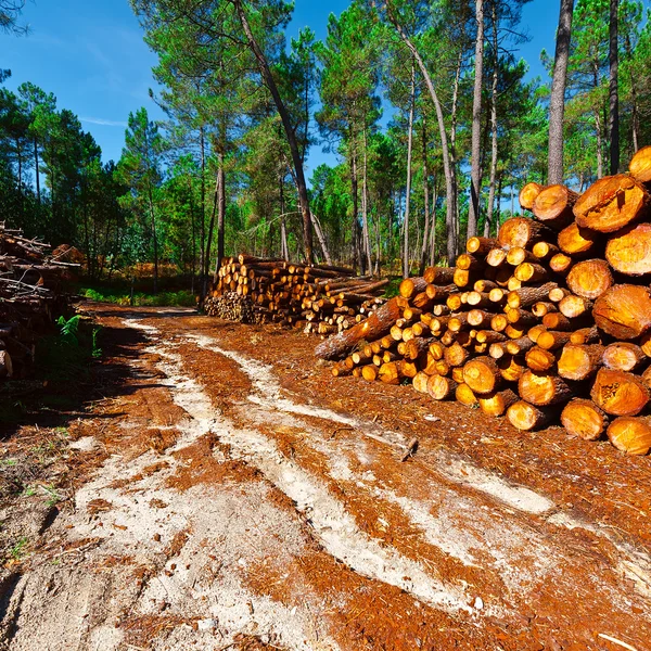 Registro na floresta — Fotografia de Stock