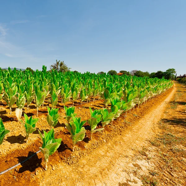 Impianto sulle Colline della Toscana — Foto Stock