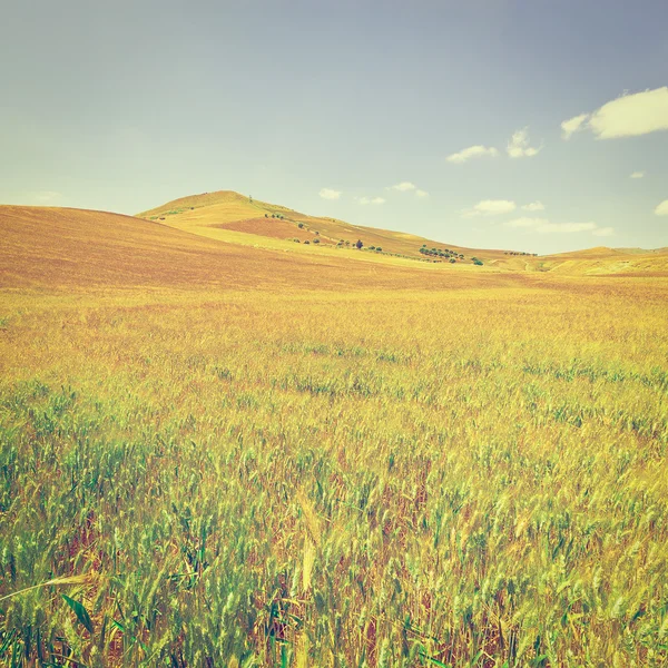 Campos de trigo nas colinas da Sicília — Fotografia de Stock