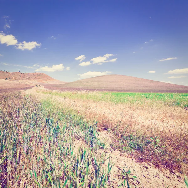 シチリアの丘の上のコムギ畑 — ストック写真