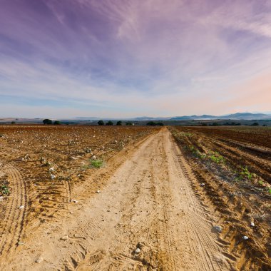 Pamuk alanından sonra hasat