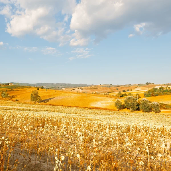 Solros plantation på kullarna i Toscana — Stockfoto