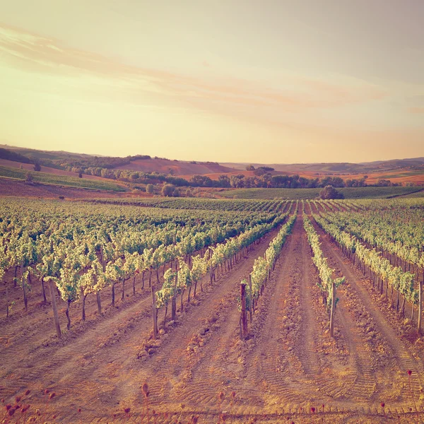 Виноградники на закате — стоковое фото