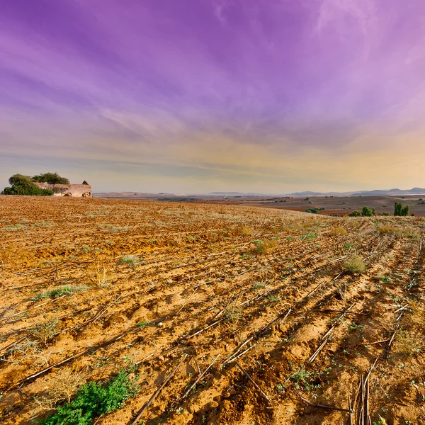 Campo di cotone dopo il raccolto — Foto Stock