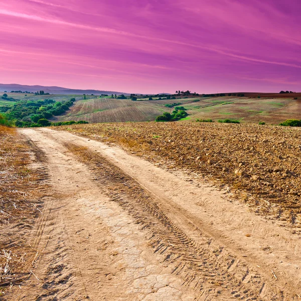 Campo di cotone dopo il raccolto — Foto Stock