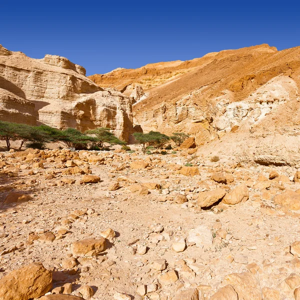 Deserto de Negev em Israel — Fotografia de Stock