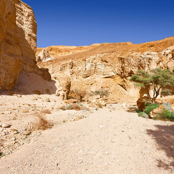 Пустеля Негев в Ізраїлі — стокове фото