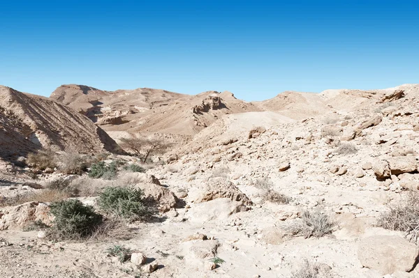 İsrail 'de Negev Çölü — Stok fotoğraf