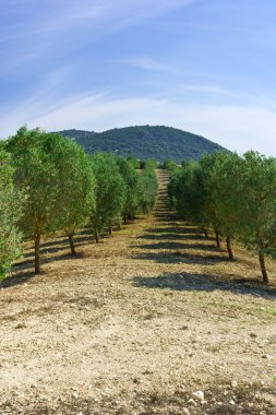 İspanya Olive grove