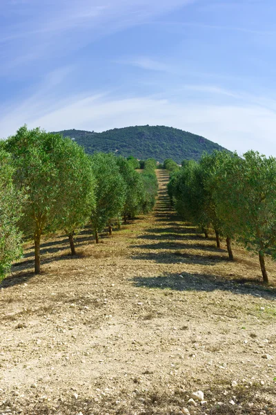 Olijfboomgaard in Spanje — Stockfoto