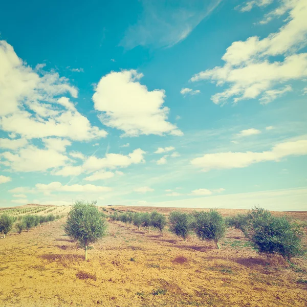 Olivlunden i Spanien — Stockfoto