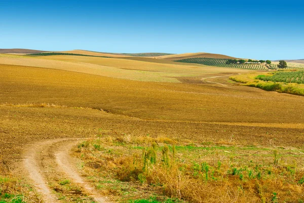 Оливкові дерева на пагорбах — стокове фото